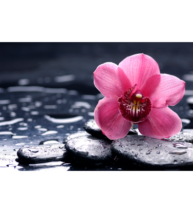 Фиолетовый цветок на черных камнях