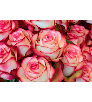 Бело-розовые розы