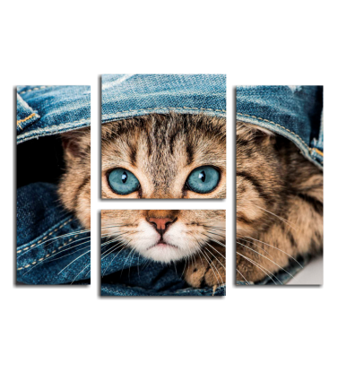 Котенок. Голубые глаза.
