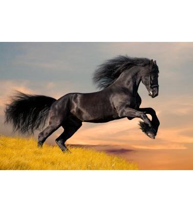 Черный скакун